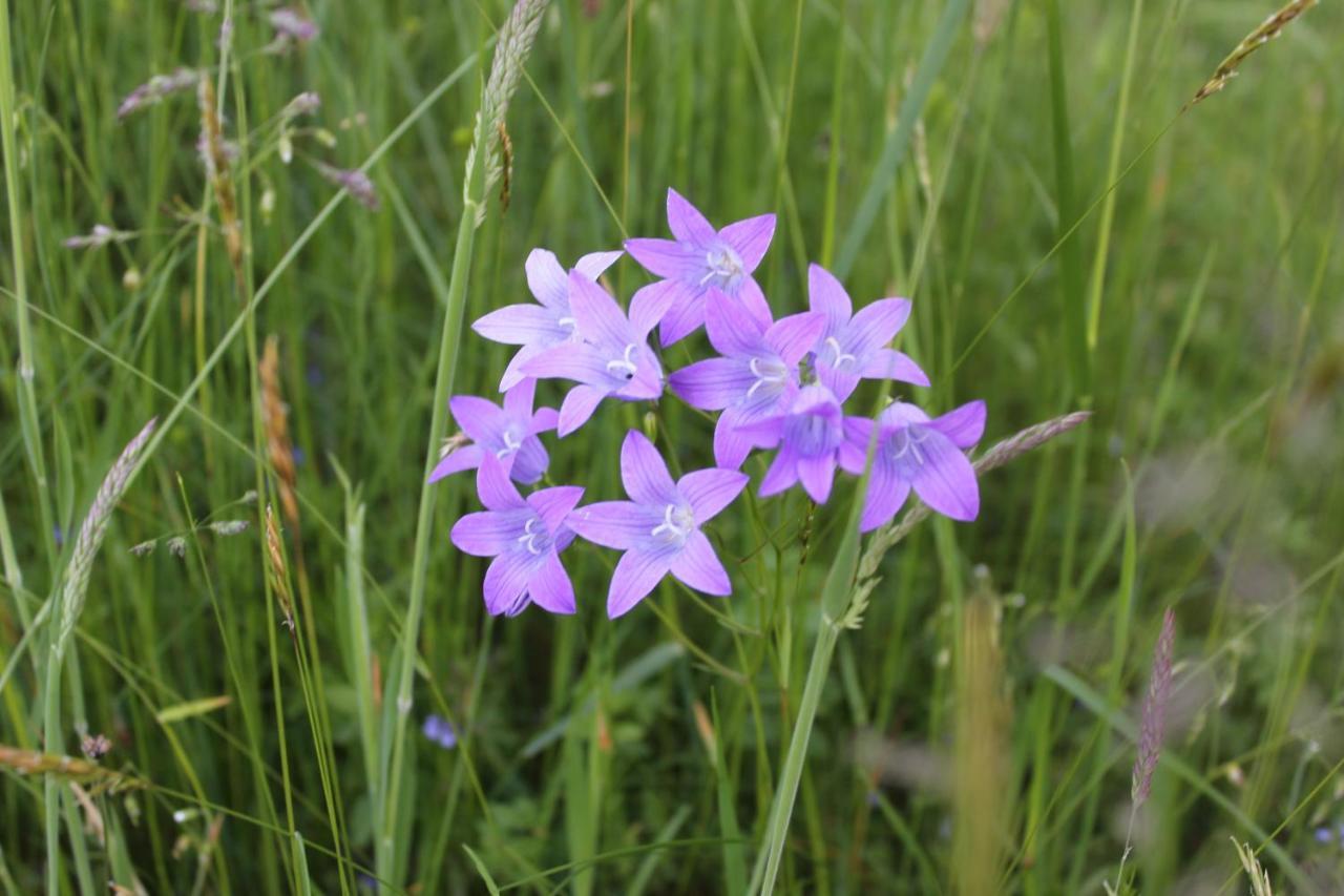 אלברשוונדה Naturparadies Silvia מראה חיצוני תמונה