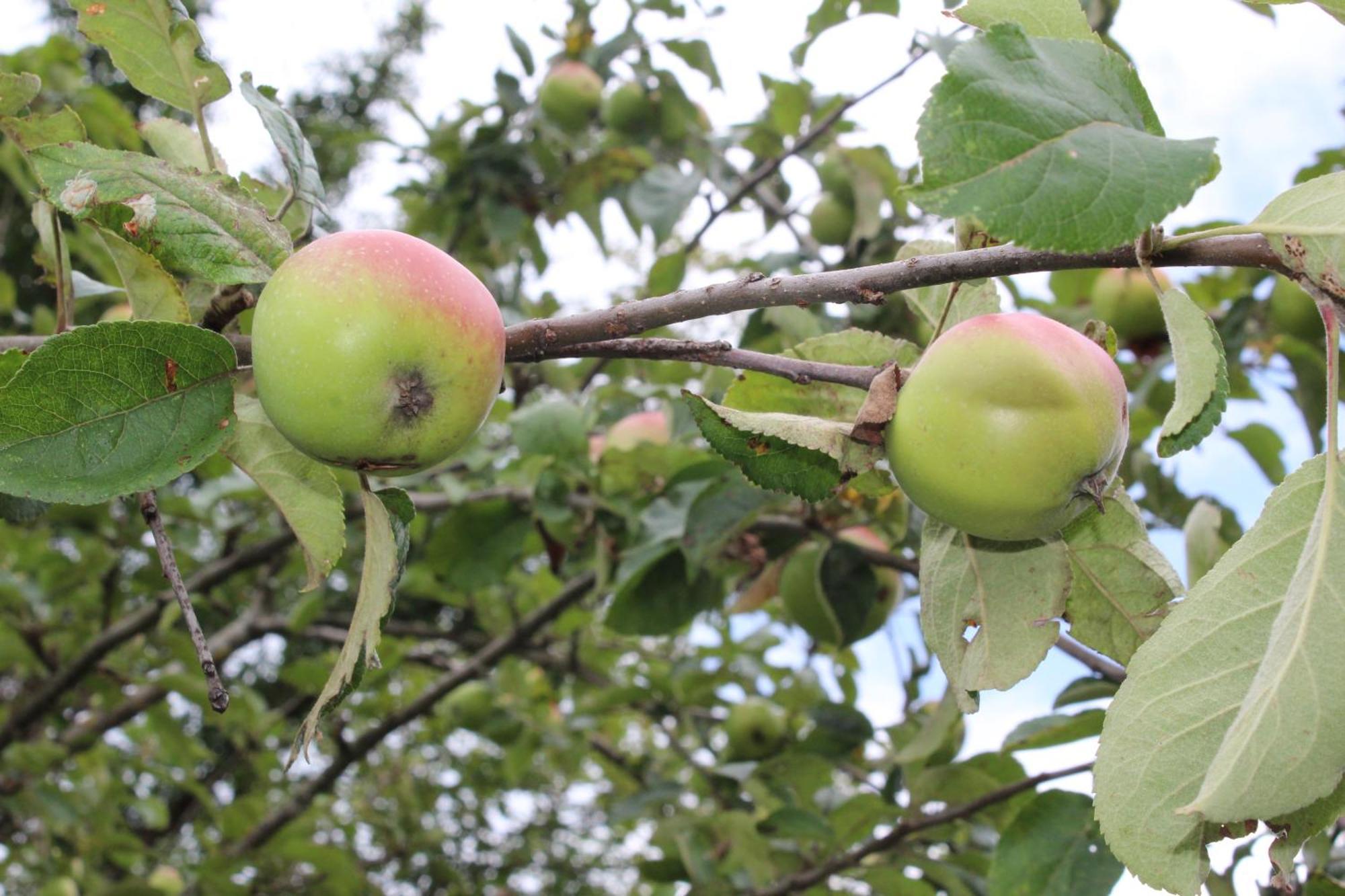 אלברשוונדה Naturparadies Silvia מראה חיצוני תמונה